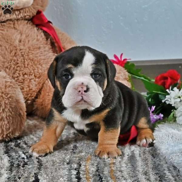 Randy, English Bulldog Puppy